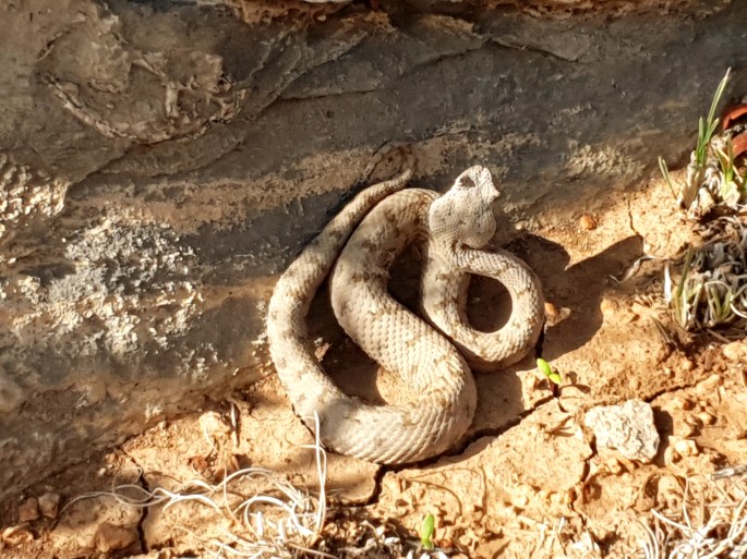 Navigation, opnavex, hiking, trekking, outdoors, mountain, mountaineering, health, fitness, sport, fitness, jebel shams, hajar mountains, navex, NAVEX, operation navex